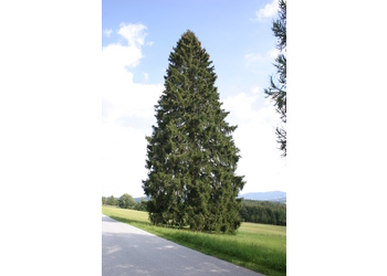 Gemeine Fichte (Picea abies)